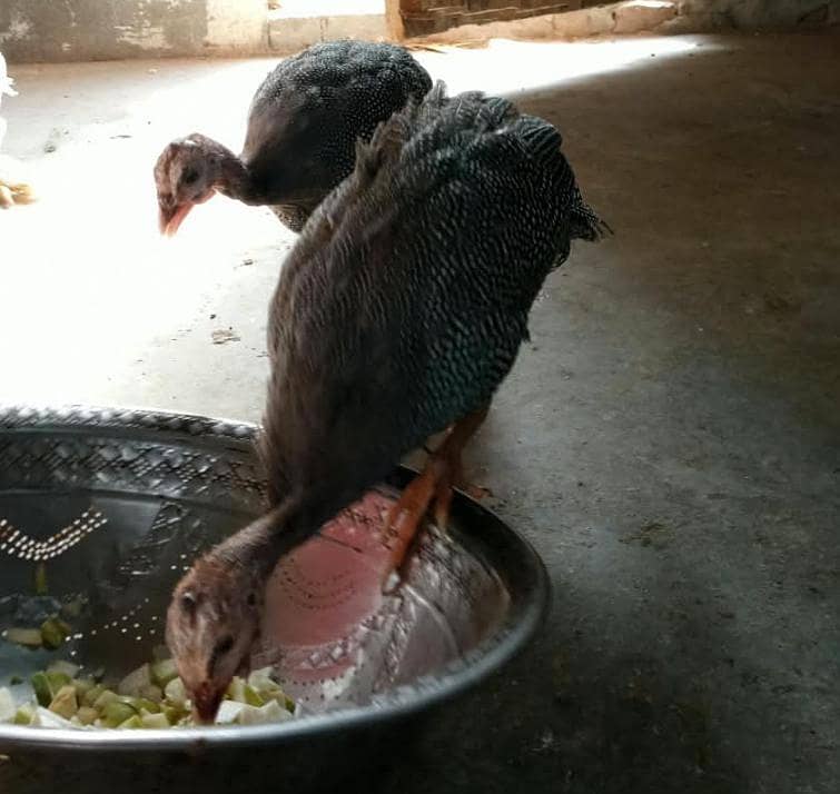 Bantam chicks 9