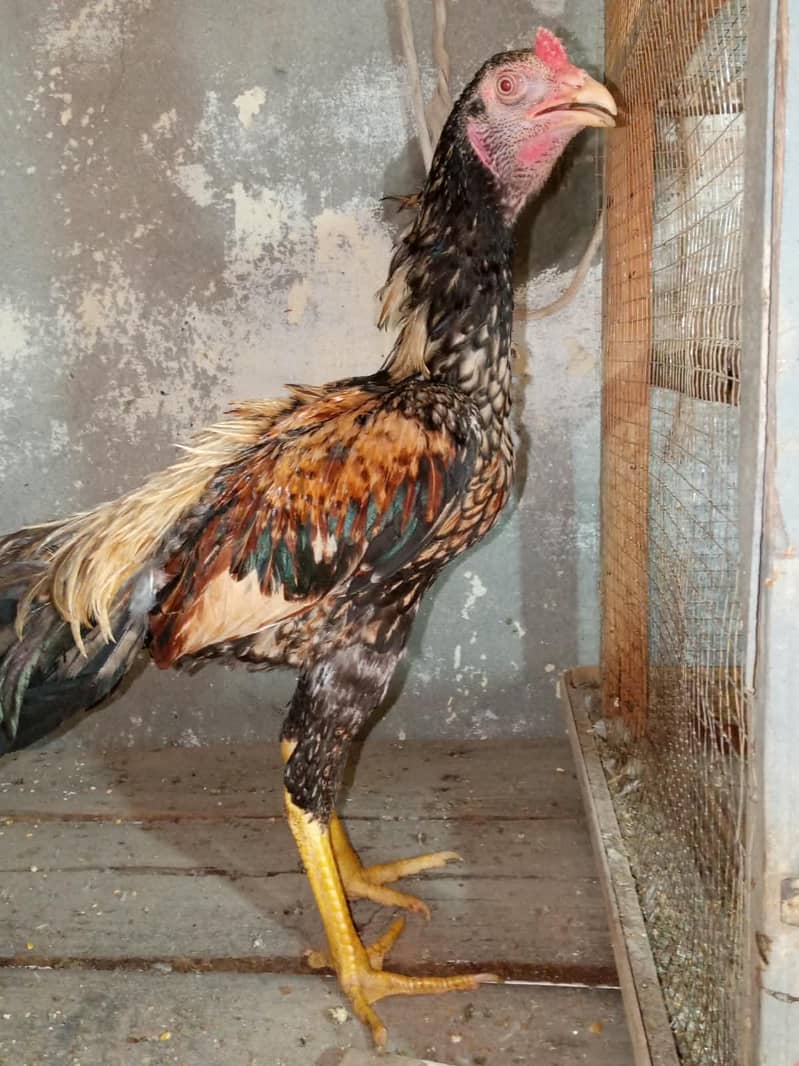 Bantam chicks 10