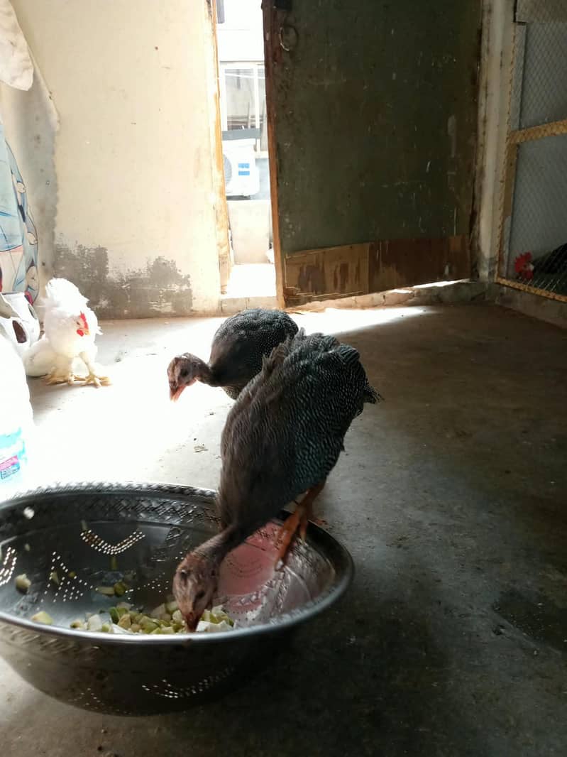 Bantam chicks 11
