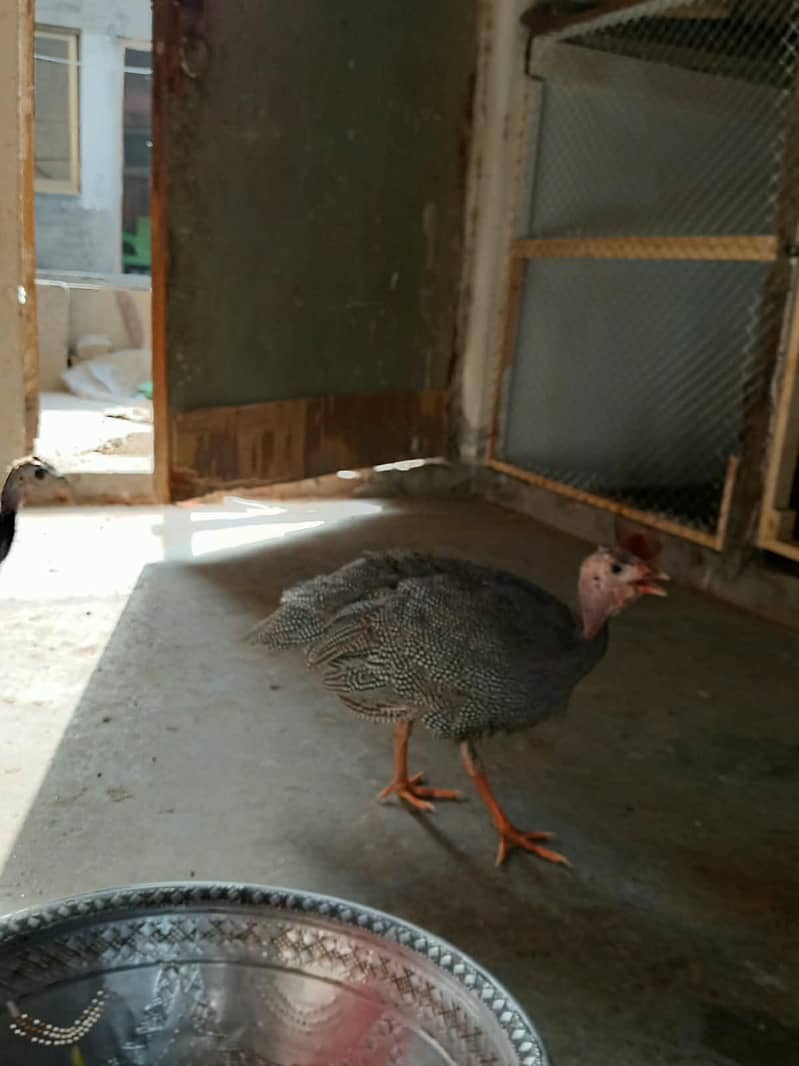 Bantam chicks 12