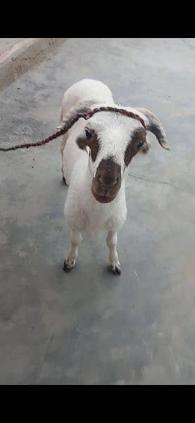 Balochi chakki Dumba