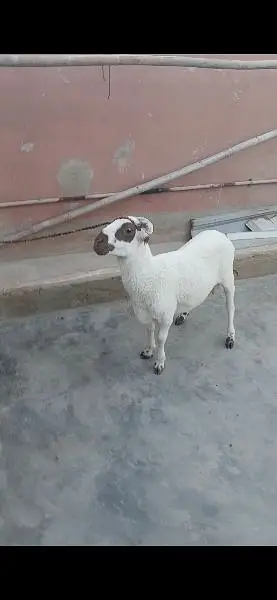 Balochi chakki Dumba — photo 3