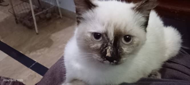 cat for Sale