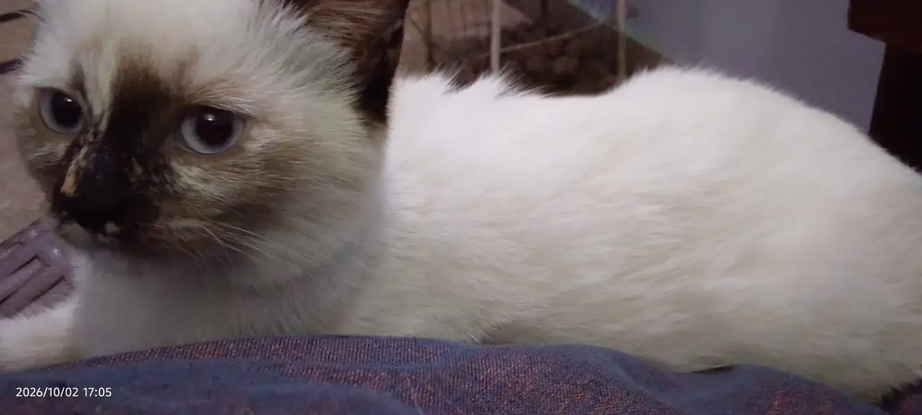 cat for Sale — photo 2
