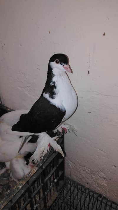 Sherazi pair for sale