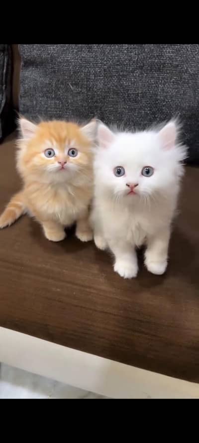 Persian kittens | triple coat | fluffy |  Whatsap 0320//56065//57