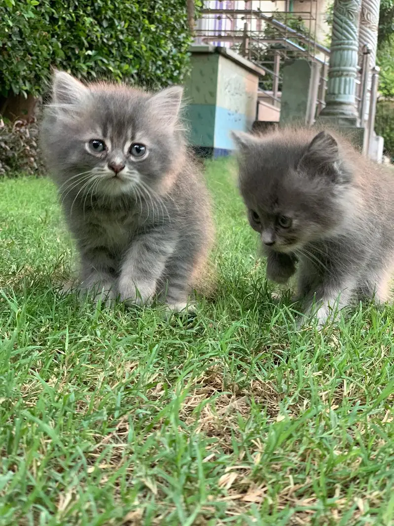 healthy kitten — photo 3