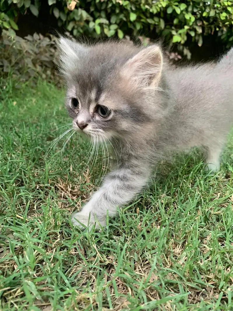 healthy kitten — photo 4