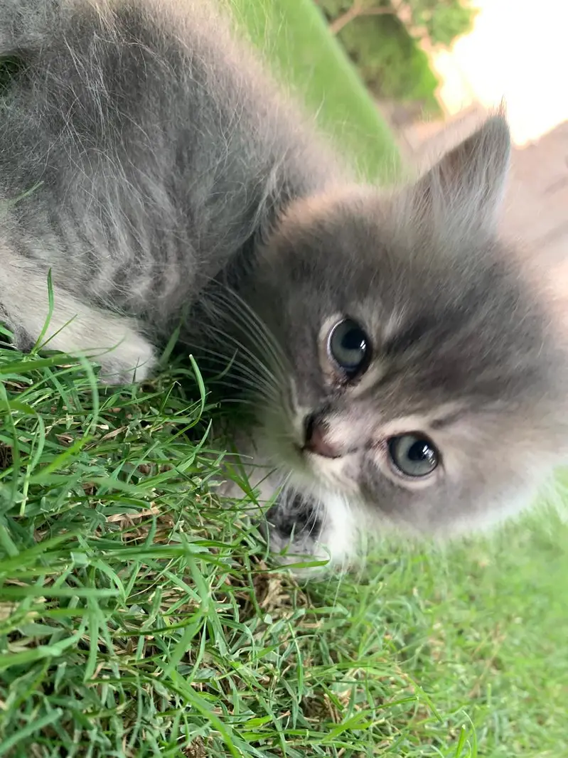 healthy kitten — photo 5