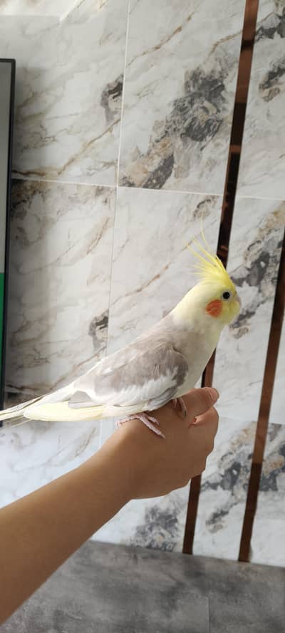 A pair of beautiful Cocktail parrot
