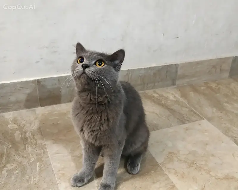 American British Shorthair — photo 2
