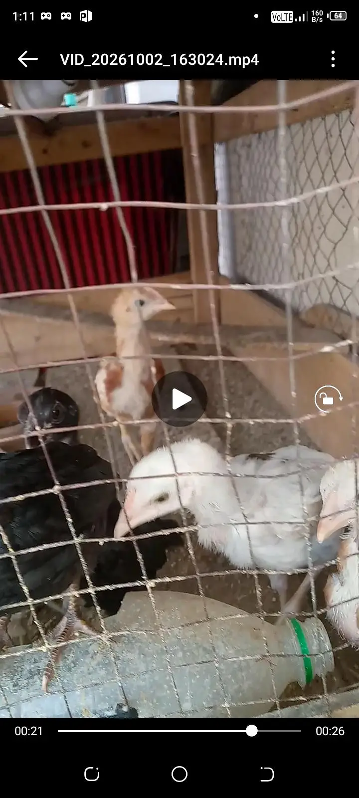 Desi healthy chicks — photo 2