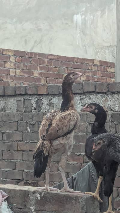 3 female aseel madi. for sale