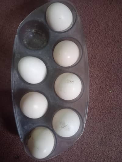 Fresh fertile eggs