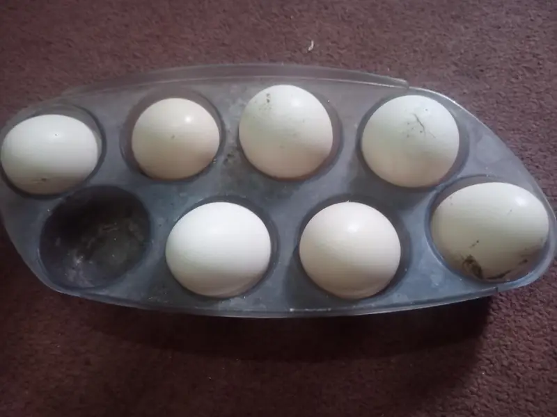 Fresh fertile eggs — photo 2