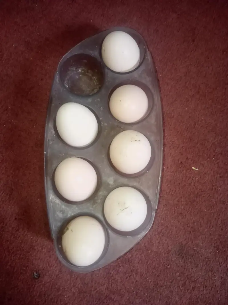 Fresh fertile eggs — photo 3