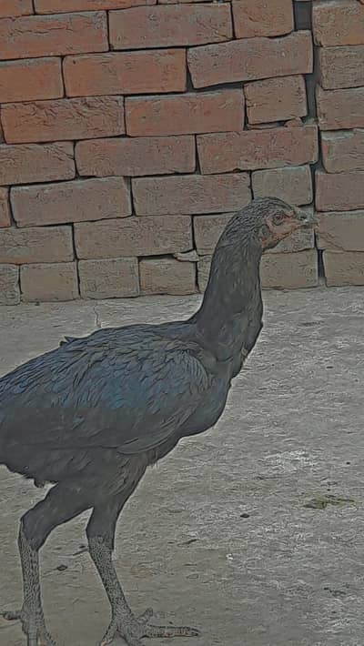 Aseel thai pokoye