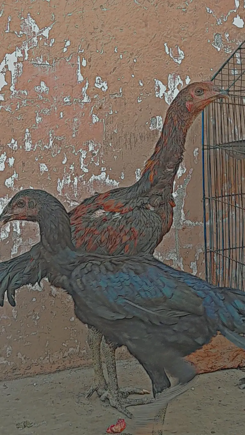 Aseel thai pokoye — photo 2