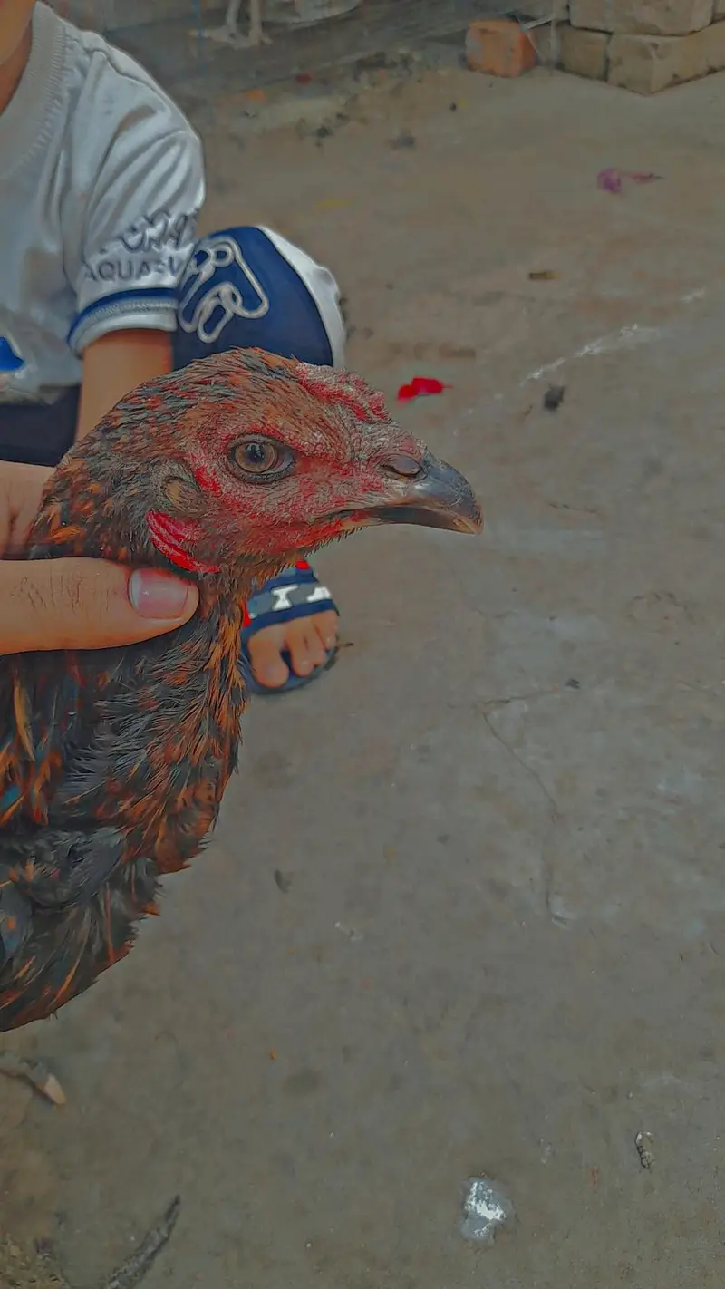 Aseel thai pokoye — photo 3