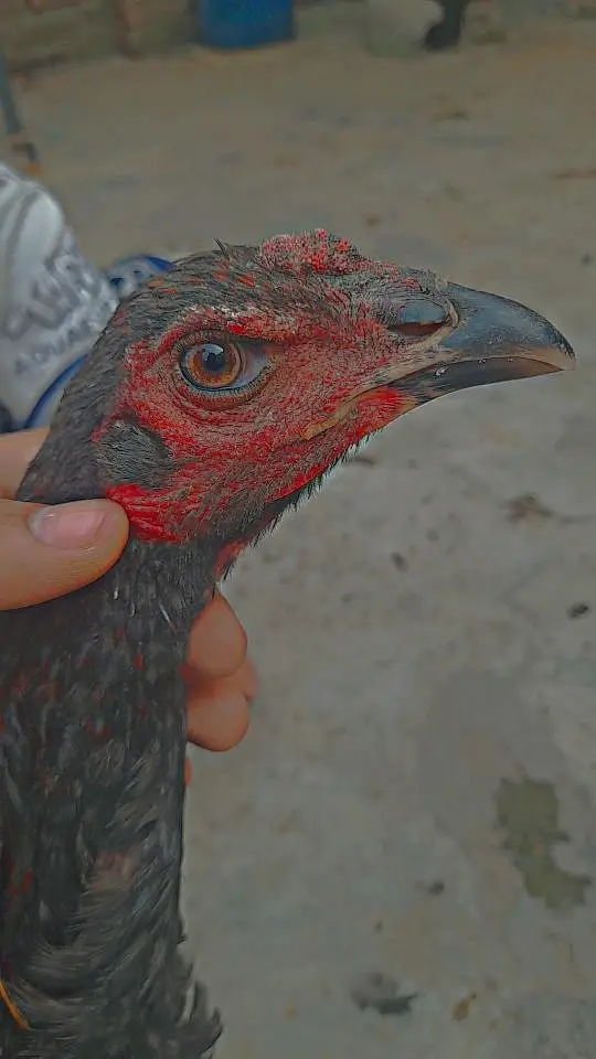 Aseel thai pokoye — photo 6
