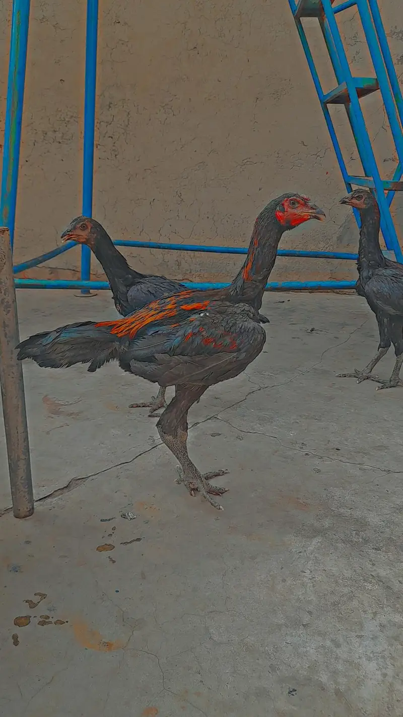 Aseel thai pokoye — photo 7