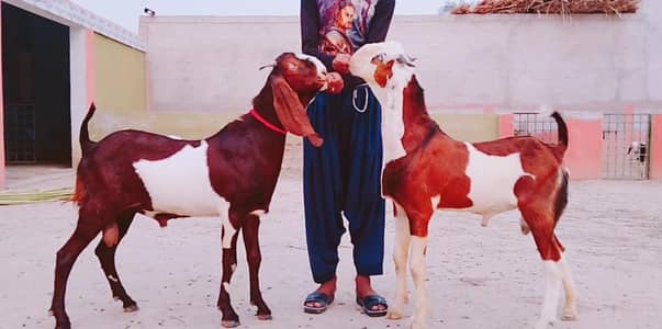 desi bakre for sale call_03230718297