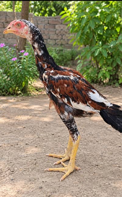 اصیل مرغ
