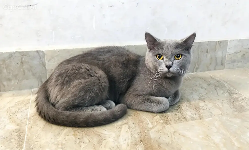 American British Shorthair — photo 3