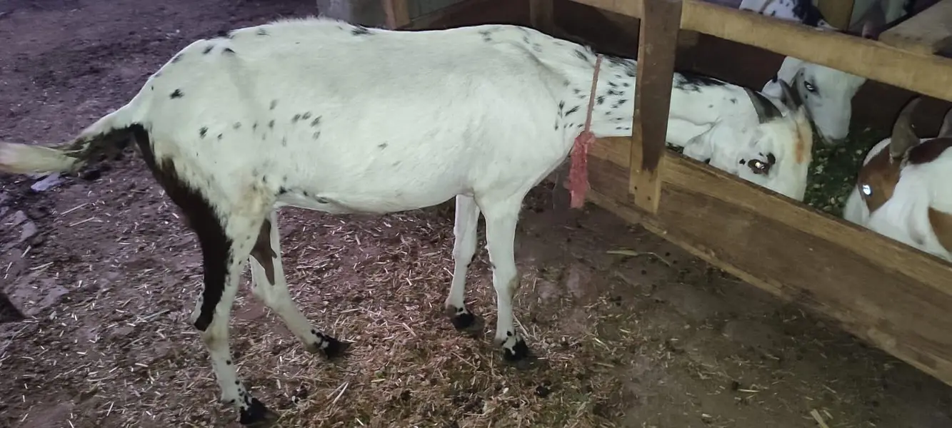 Goat for sale.
