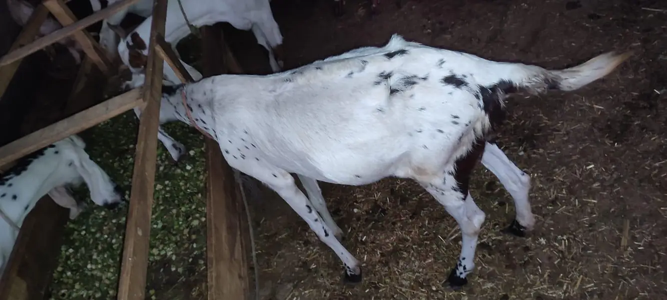 Goat for sale. — photo 2
