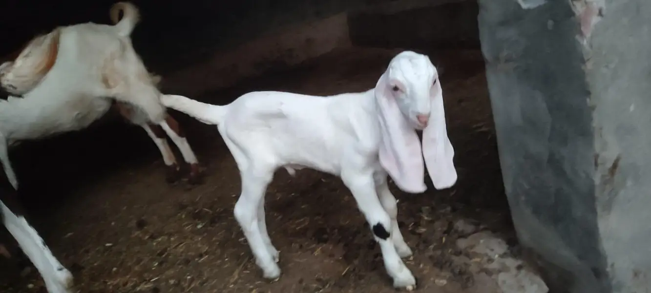 Goat for sale. — photo 3