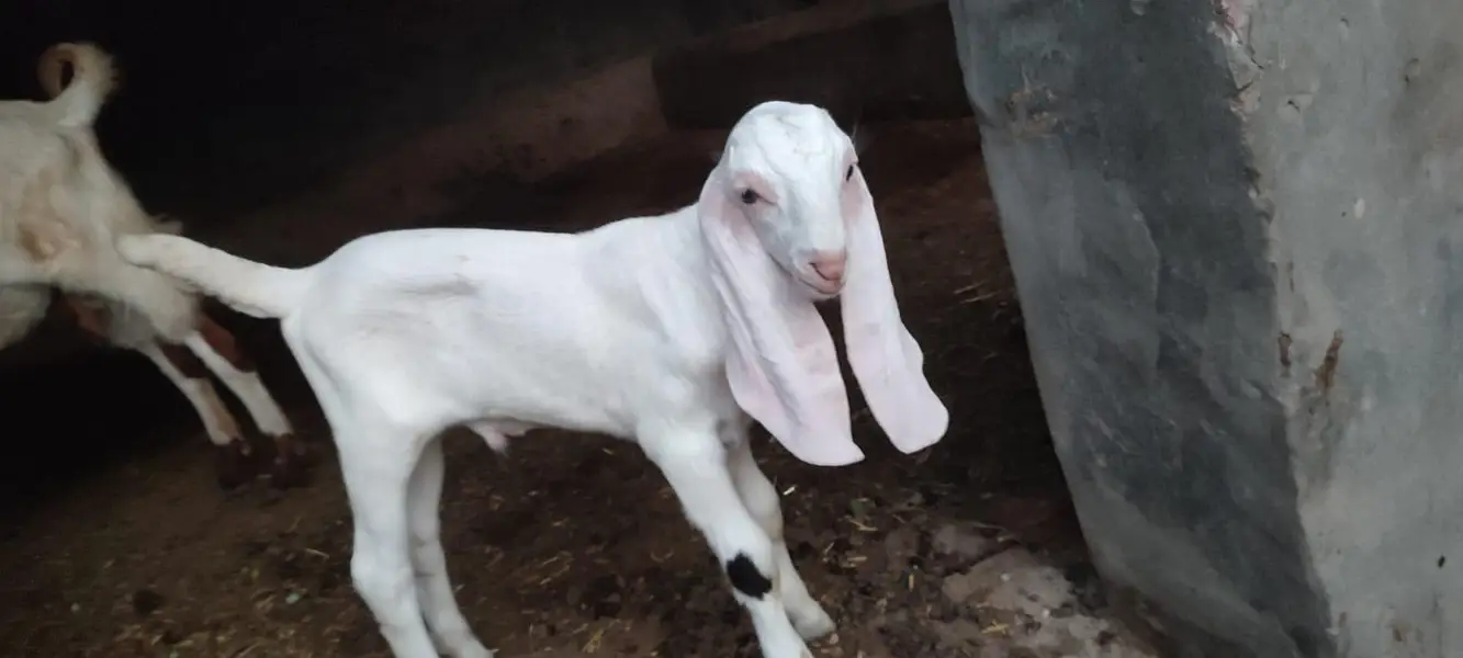 Goat for sale. — photo 4