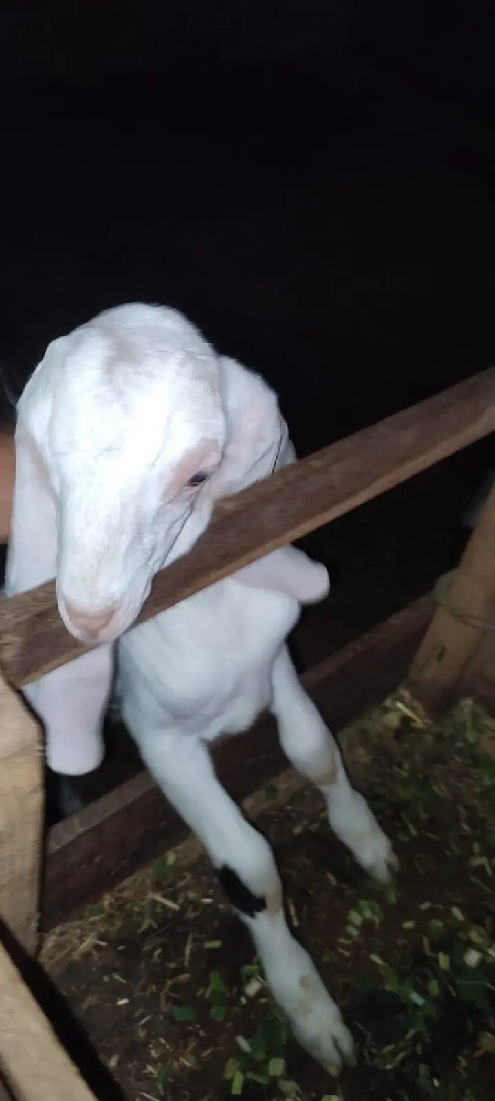 Goat for sale. — photo 5