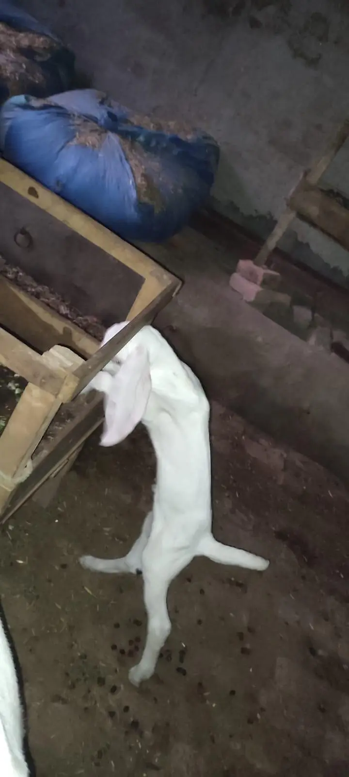 Goat for sale. — photo 6