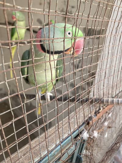 Raw parrot for sale