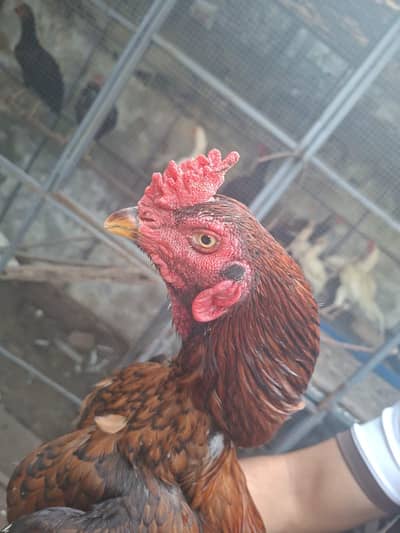 for sale