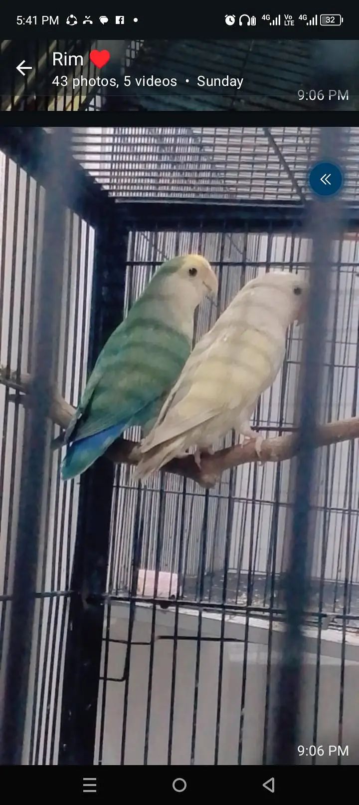 Rosicoly Love Birds breeder Pair — photo 2