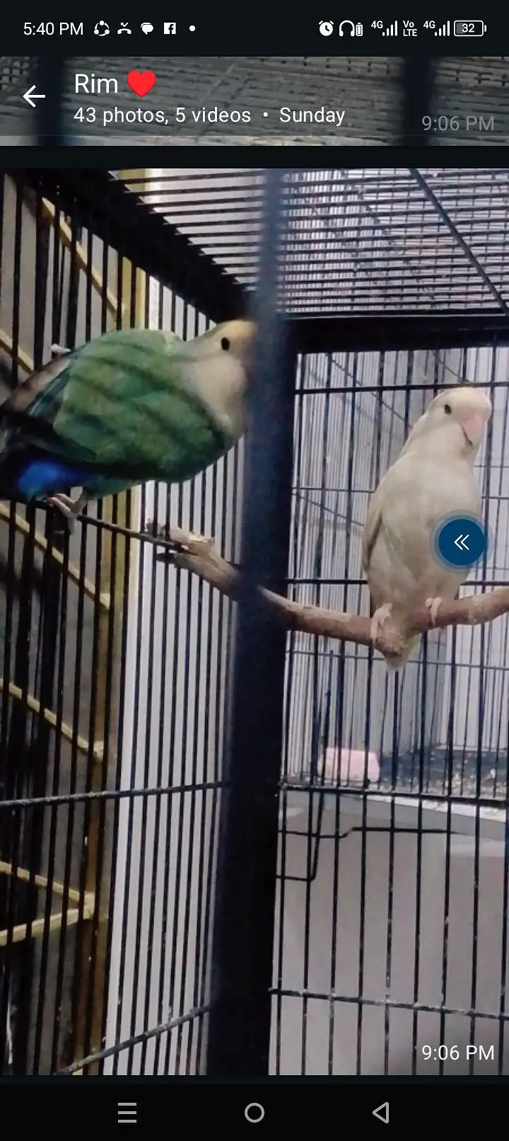 Rosicoly Love Birds breeder Pair — photo 3