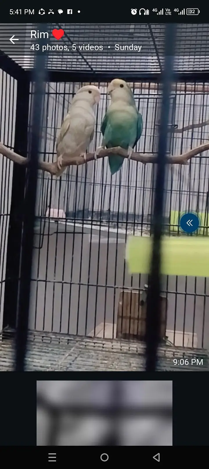 Rosicoly Love Birds breeder Pair — photo 4