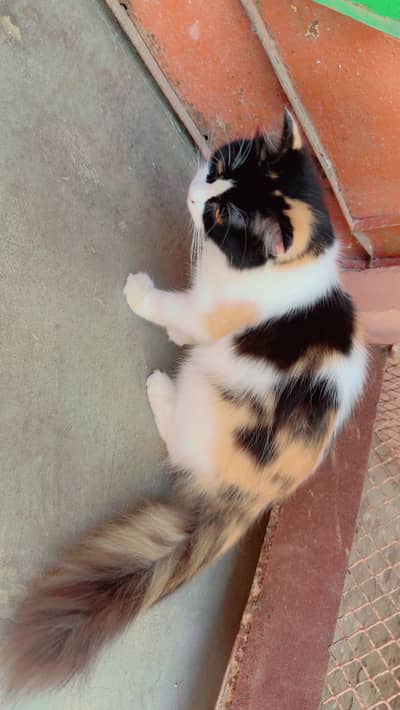 Playful Persian Kittens for Sale - Litter Trained & Healthy