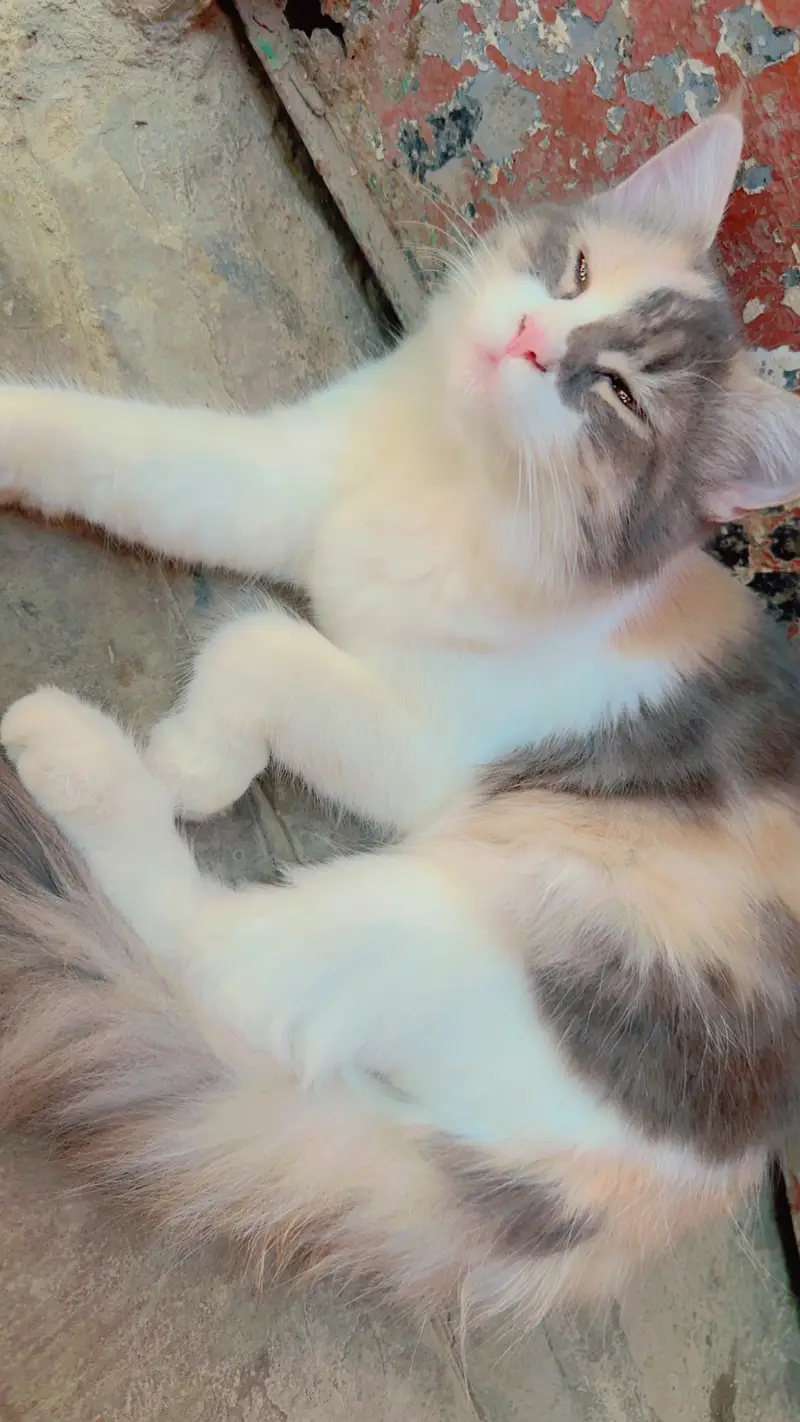 Playful Persian Kittens for Sale - Litter Trained & Healthy — photo 3