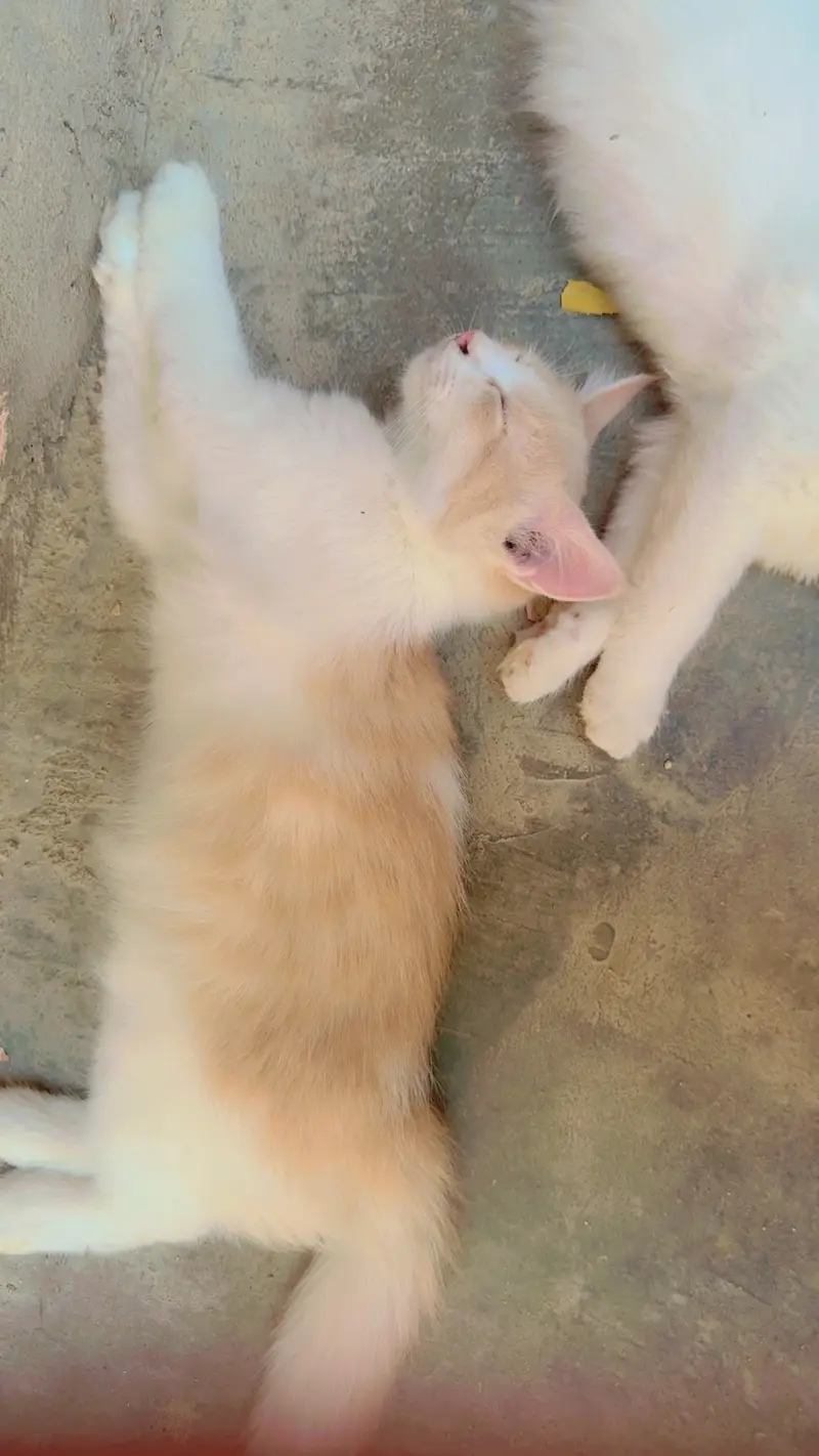 Playful Persian Kittens for Sale - Litter Trained & Healthy — photo 4