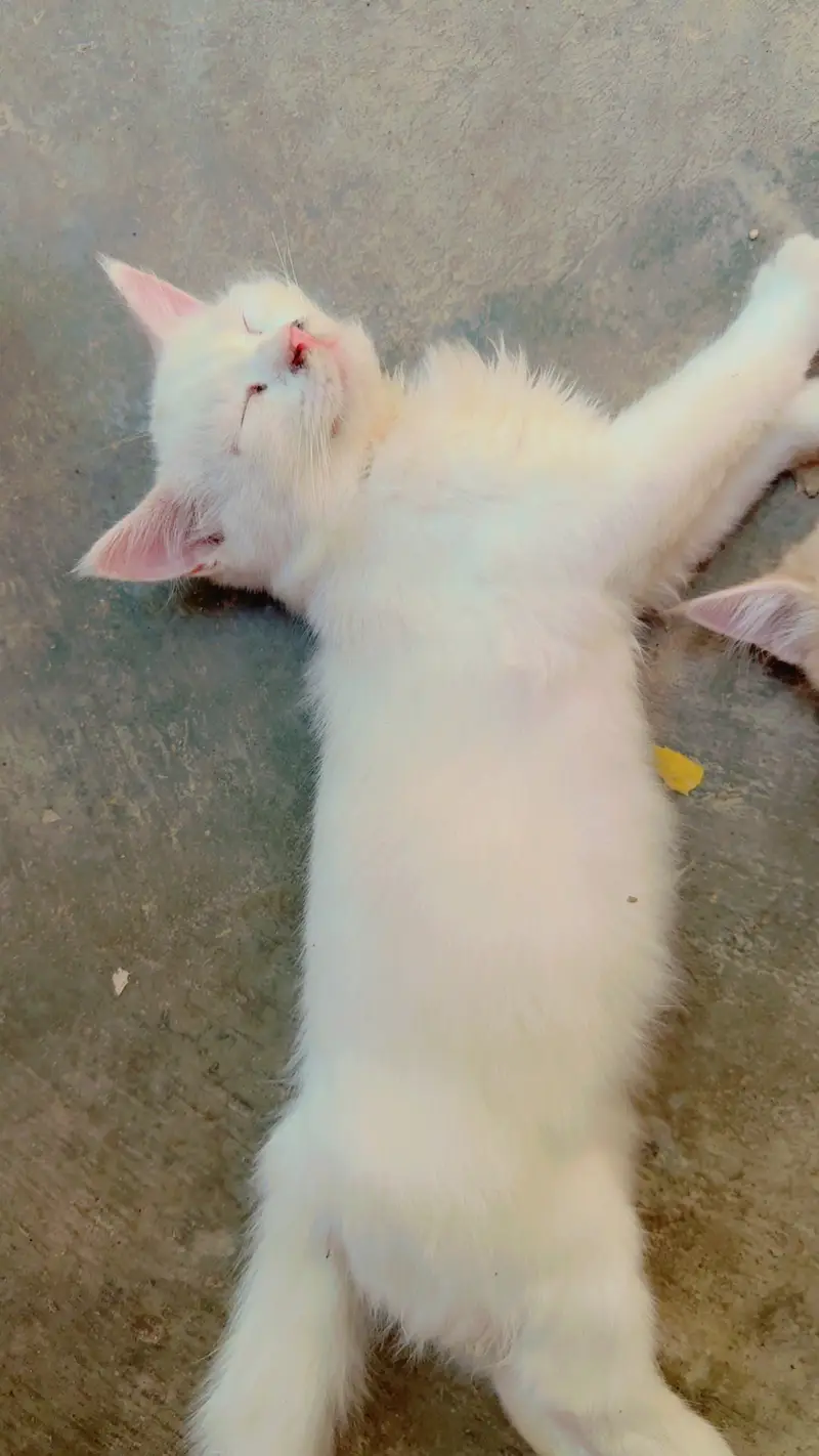 Playful Persian Kittens for Sale - Litter Trained & Healthy — photo 5