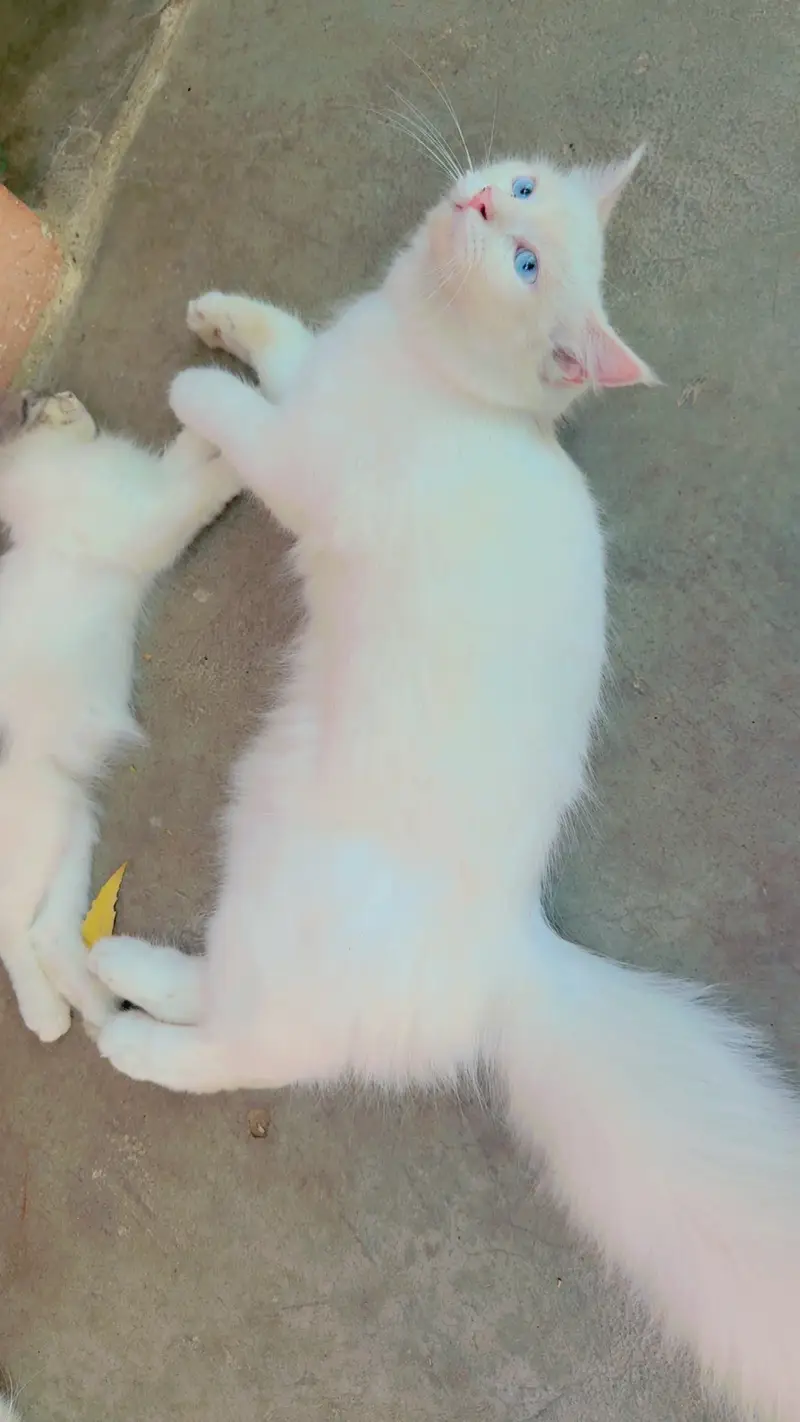 Playful Persian Kittens for Sale - Litter Trained & Healthy — photo 6