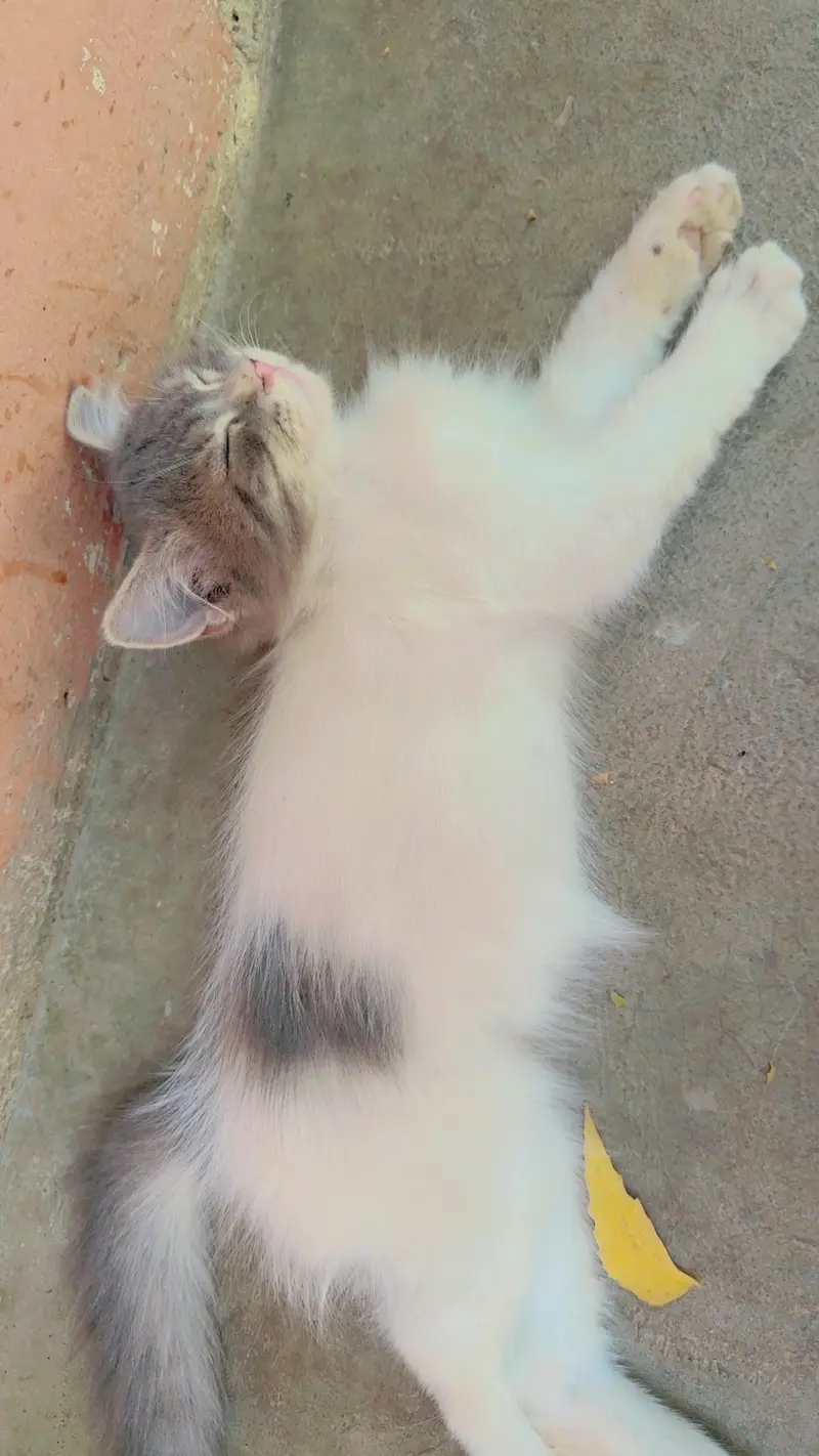 Playful Persian Kittens for Sale - Litter Trained & Healthy — photo 8