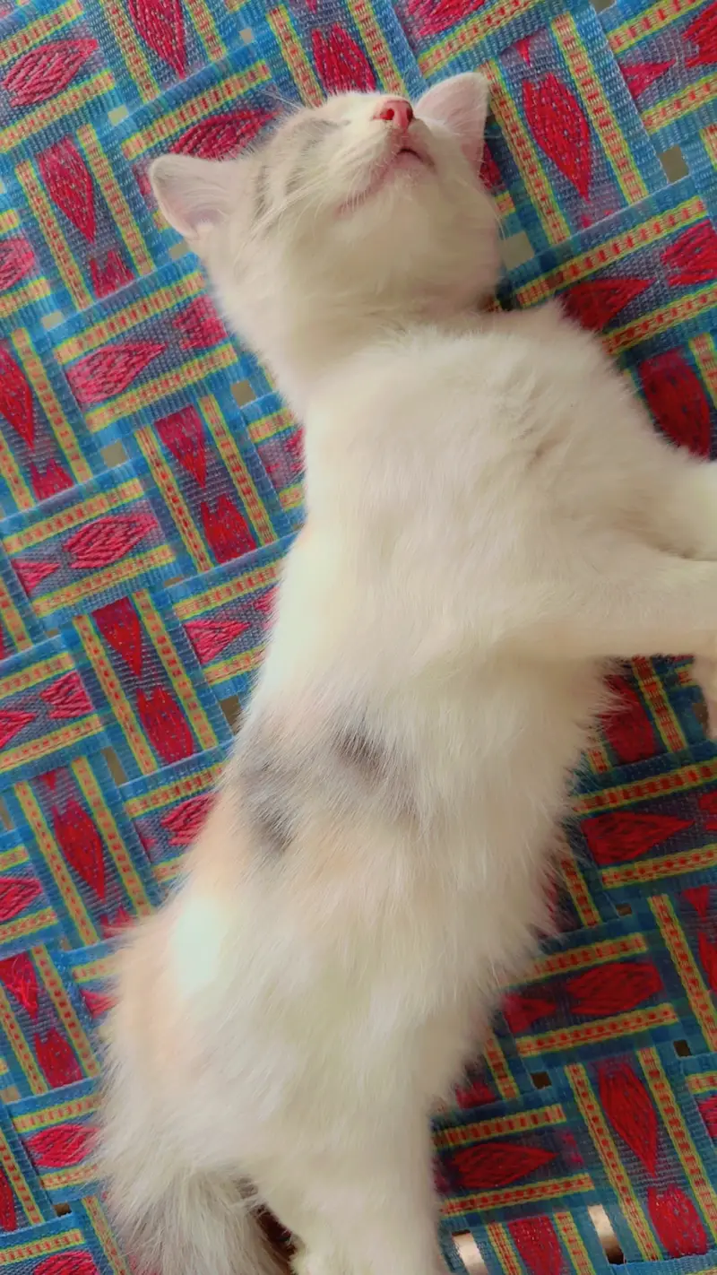 Playful Persian Kittens for Sale - Litter Trained & Healthy — photo 9