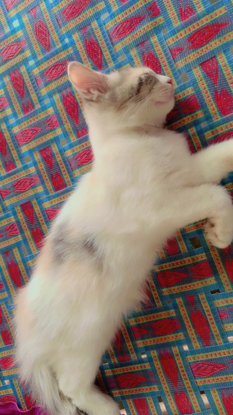 Playful Persian Kittens for Sale - Litter Trained & Healthy — photo 10