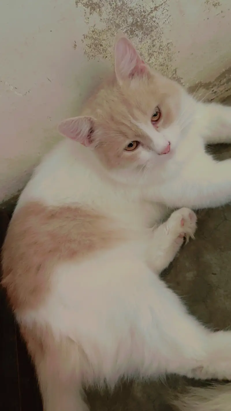 Playful Persian Kittens for Sale - Litter Trained & Healthy — photo 12