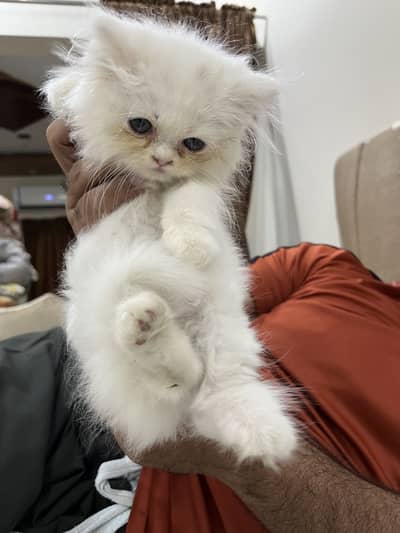 Persian Kittens Triple Coated