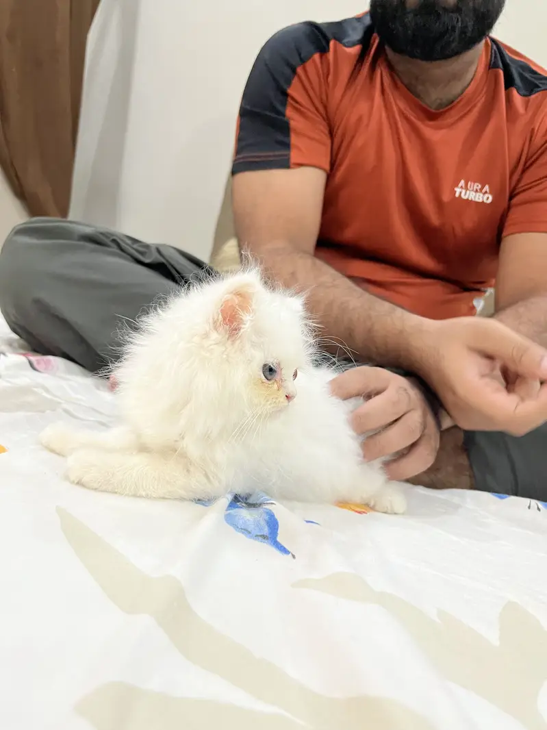 Persian Kittens Triple Coated — photo 2